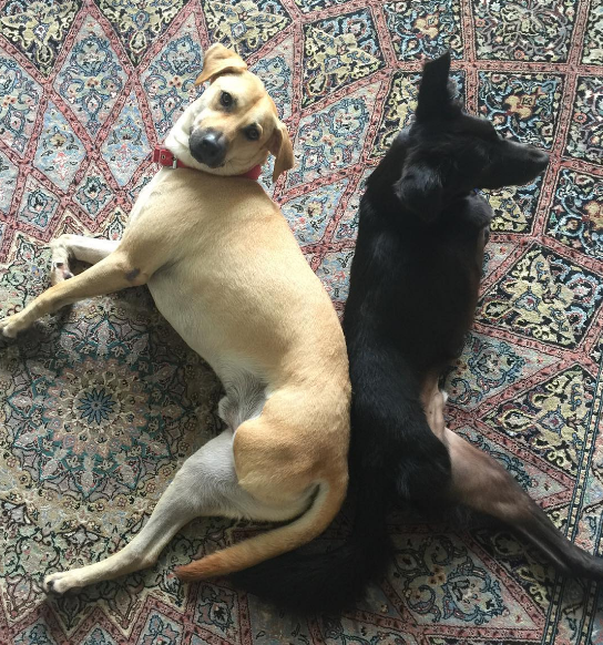 Instagram: 2dogs5legs