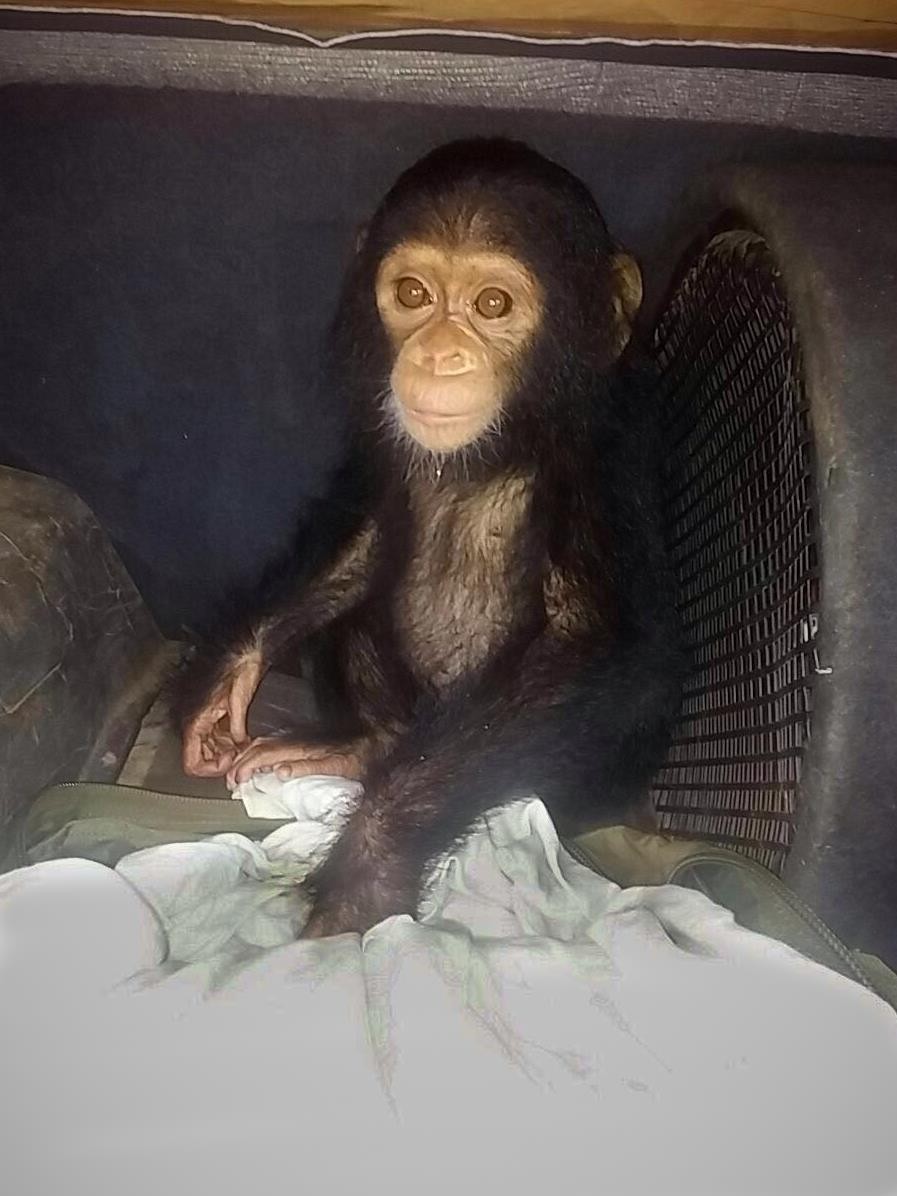 Photo credit: Ape Action Africa
