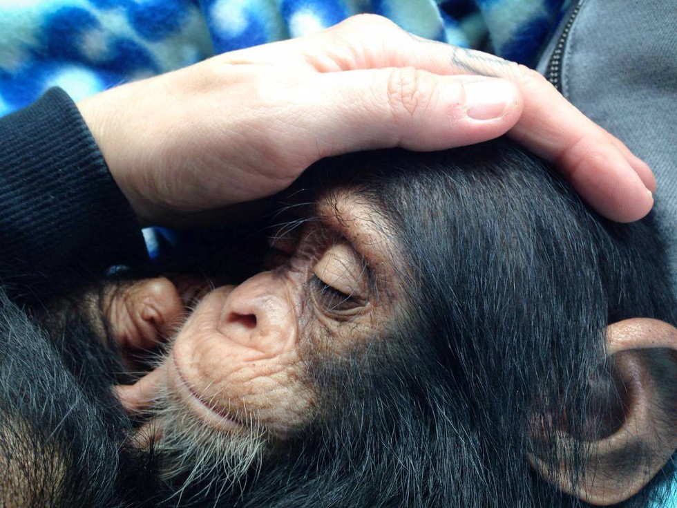 Photo credit: Ape Action Africa