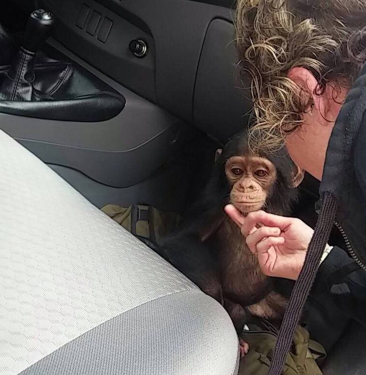 Photo credit: Ape Action Africa