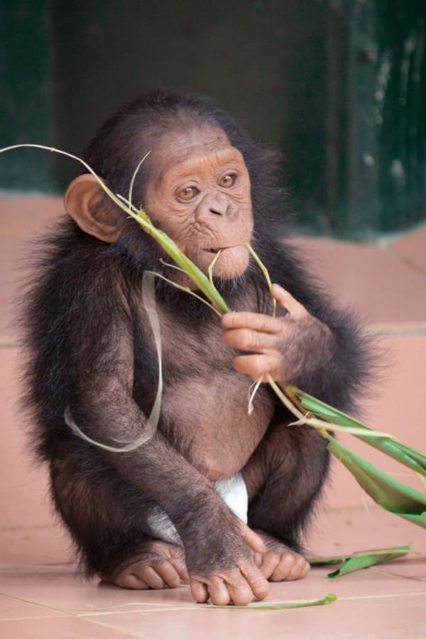 Photo credit: Ape Action Africa