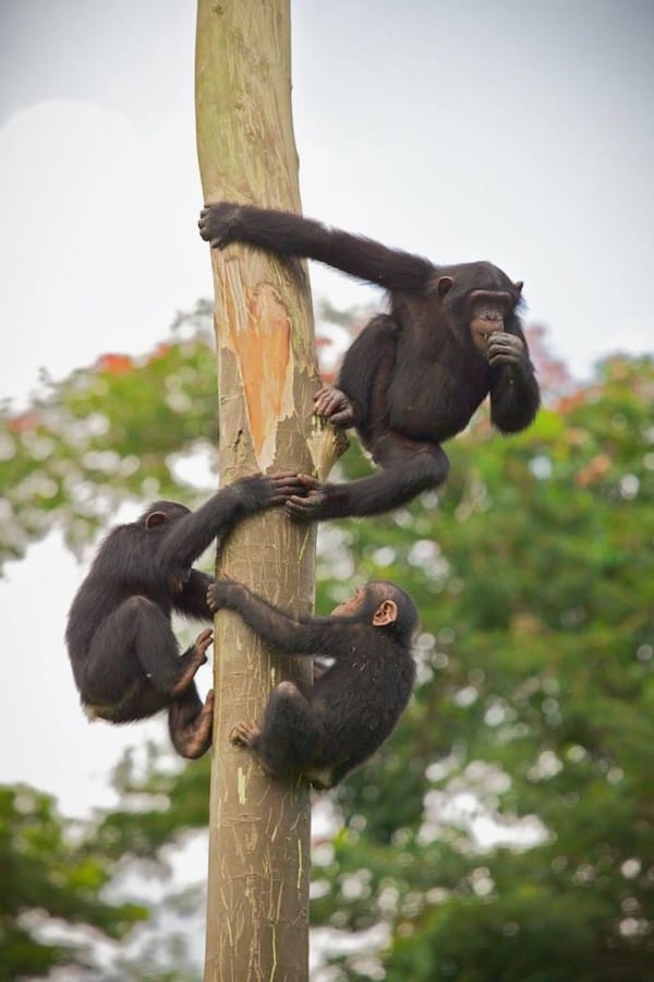 Photo credit: Ape Action Africa