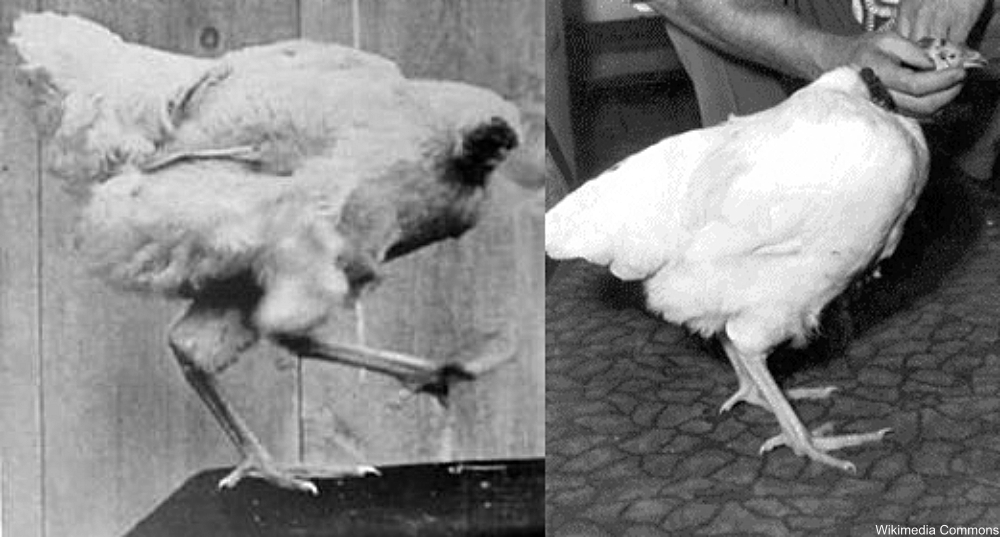 Mike the Headless Chicken