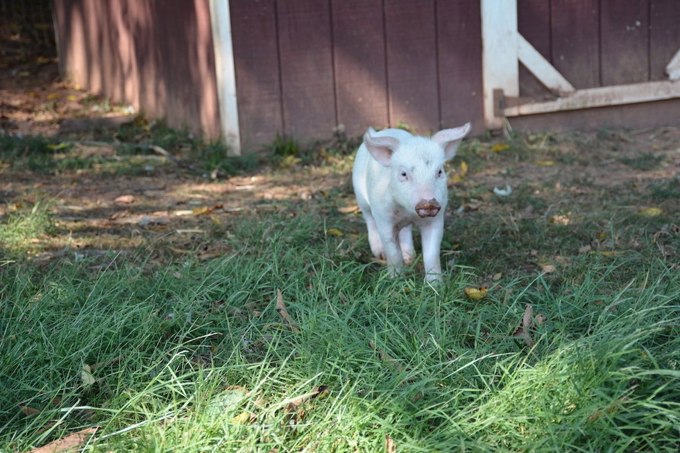 Photo credit: Poplar Spring Animal Sanctuary
