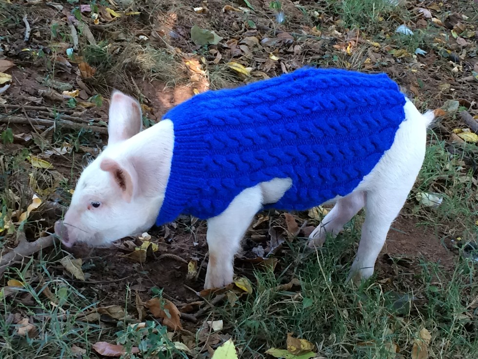 Photo credit: Poplar Spring Animal Sanctuary