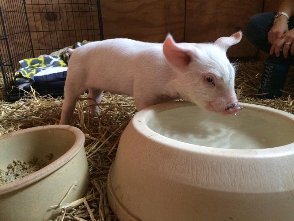 Photo credit: Poplar Spring Animal Sanctuary