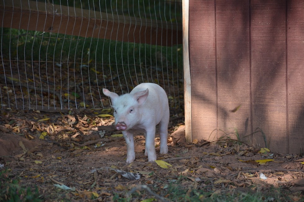 Photo credit: Poplar Spring Animal Sanctuary