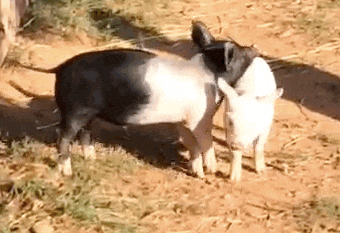 Photo credit: Poplar Spring Animal Sanctuary