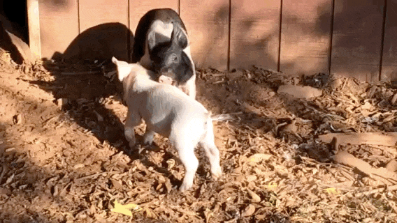 Photo credit: Poplar Spring Animal Sanctuary