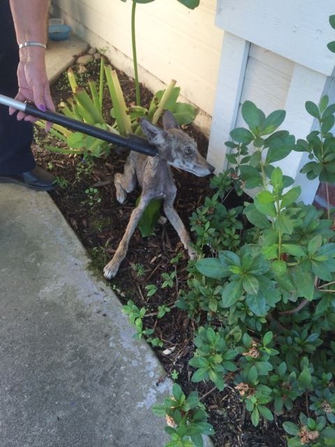 Photo credit: Folsom Animal Services