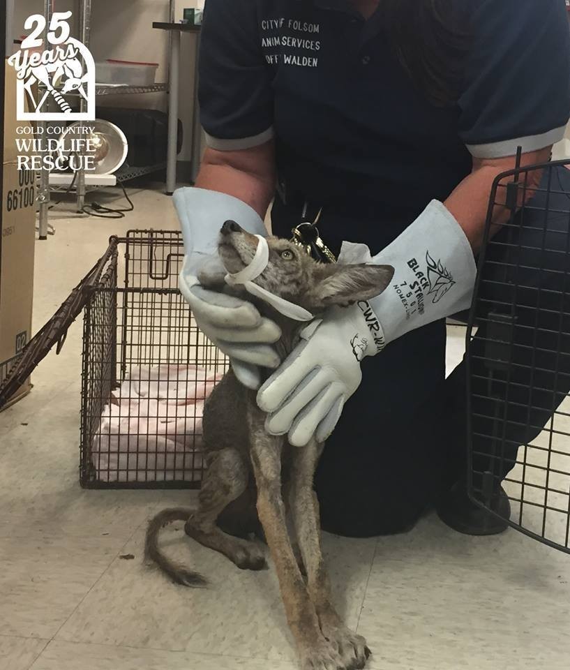 Photo credit: Gold Country Wildlife Rescue