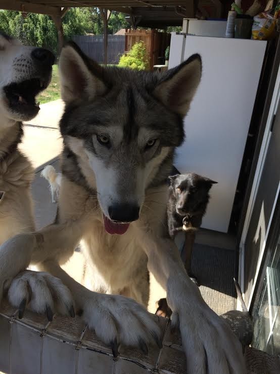 Photo credit: Animal Rescue Team