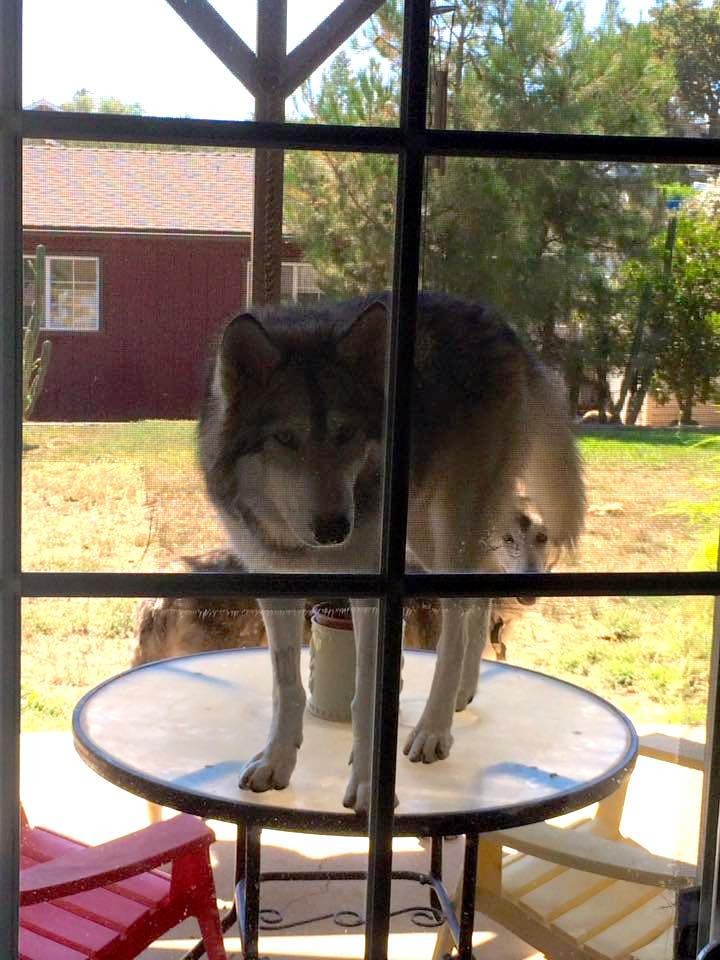Photo credit: Animal Rescue Team