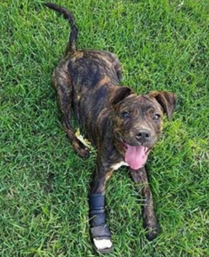 FRIENDS TO THE FORLORN PITBULL RESCUE