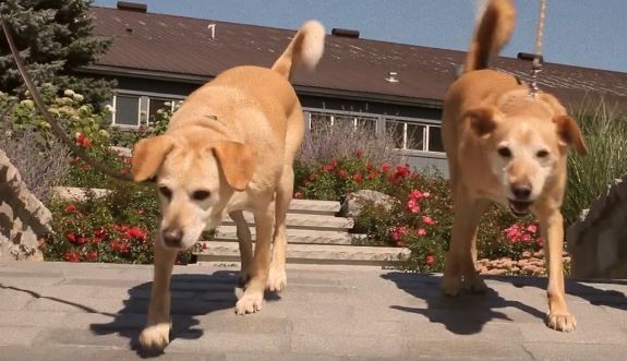 Photo credit: Dog Tales Rescue and Sanctuary