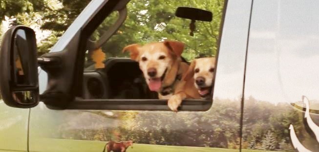 Photo credit: Dog Tales Rescue and Sanctuary