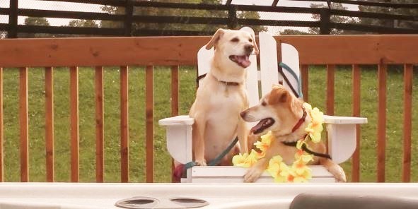 Photo credit: Dog Tales Rescue and Sanctuary