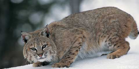 Photo credit: Center For Biological Diversity