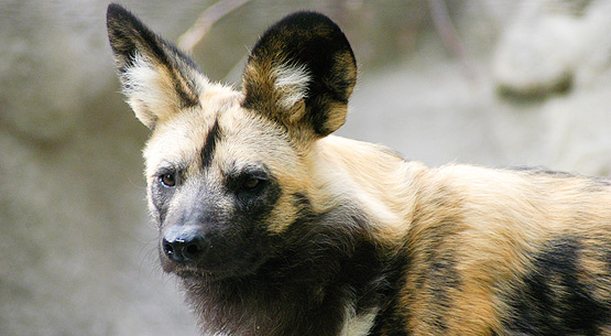Photo credit: Center For Biological Diversity