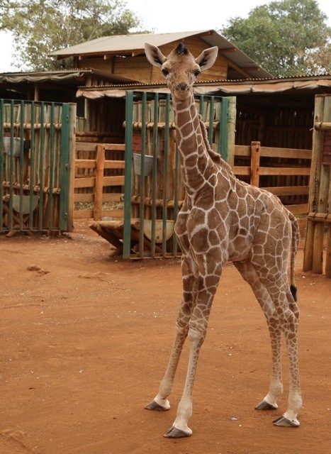 Photo credit: The Dodo