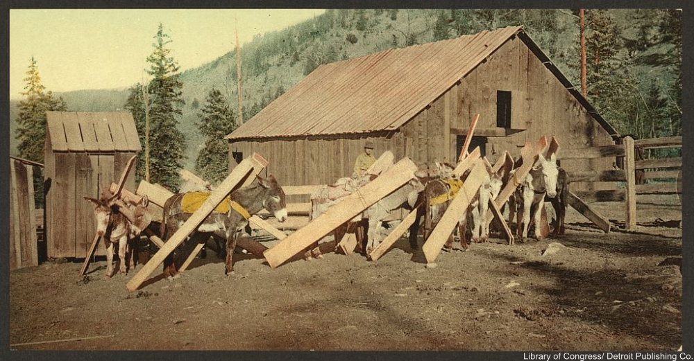 Detroit Publishing Co. tinted photograph of burros hauling lumber in circa 1898.
