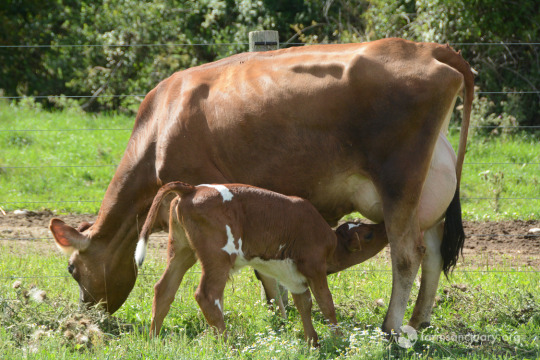 Farm Sanctuary