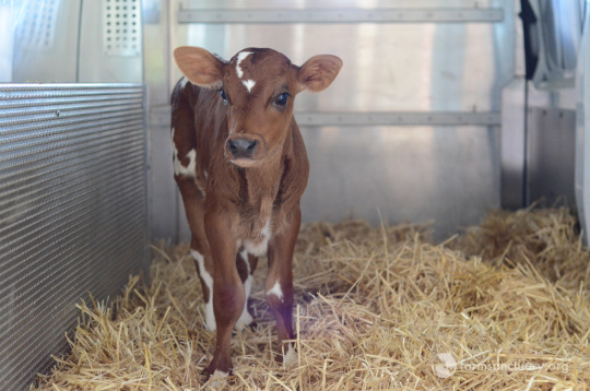Farm Sanctuary