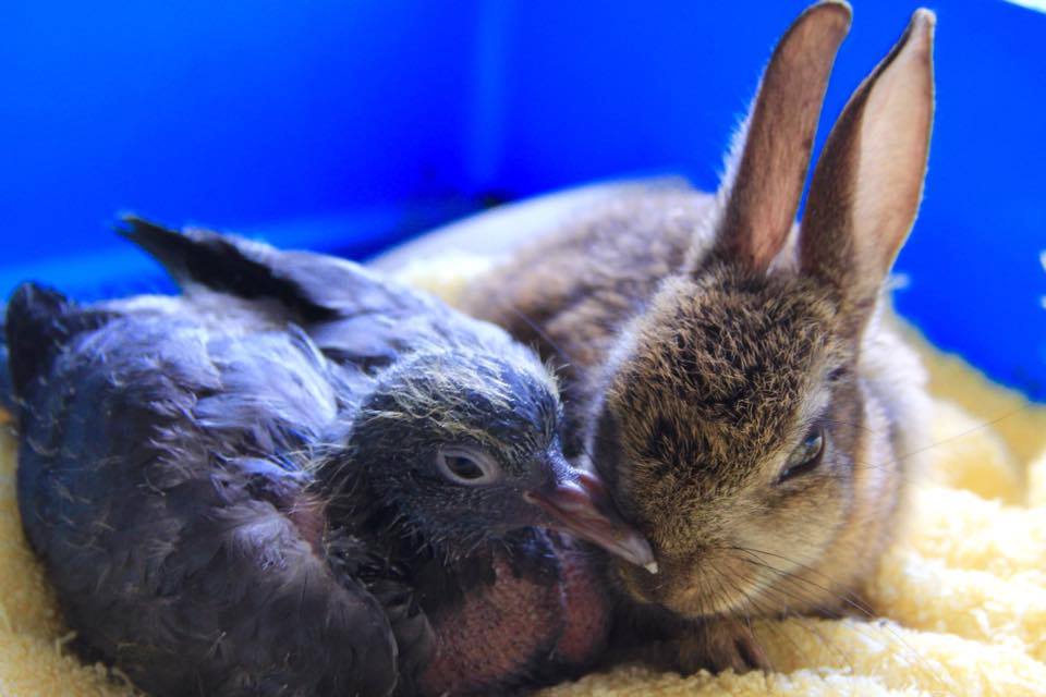 Kildare Animal Foundation Wildlife Unit