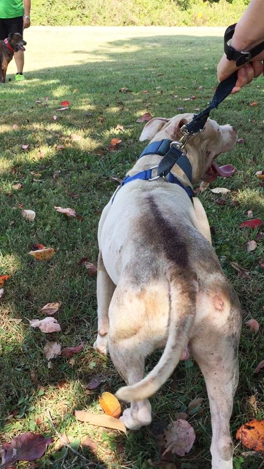 Facebook/Saving Chance the Pittie