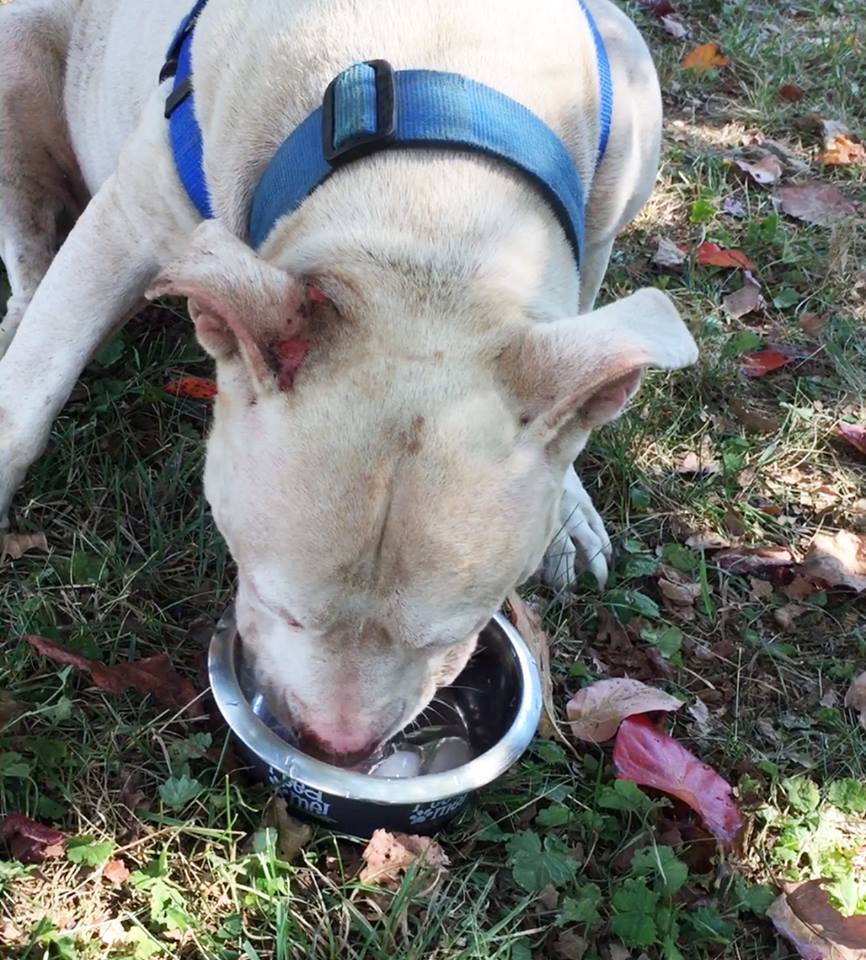 Facebook/Saving Chance the Pittie
