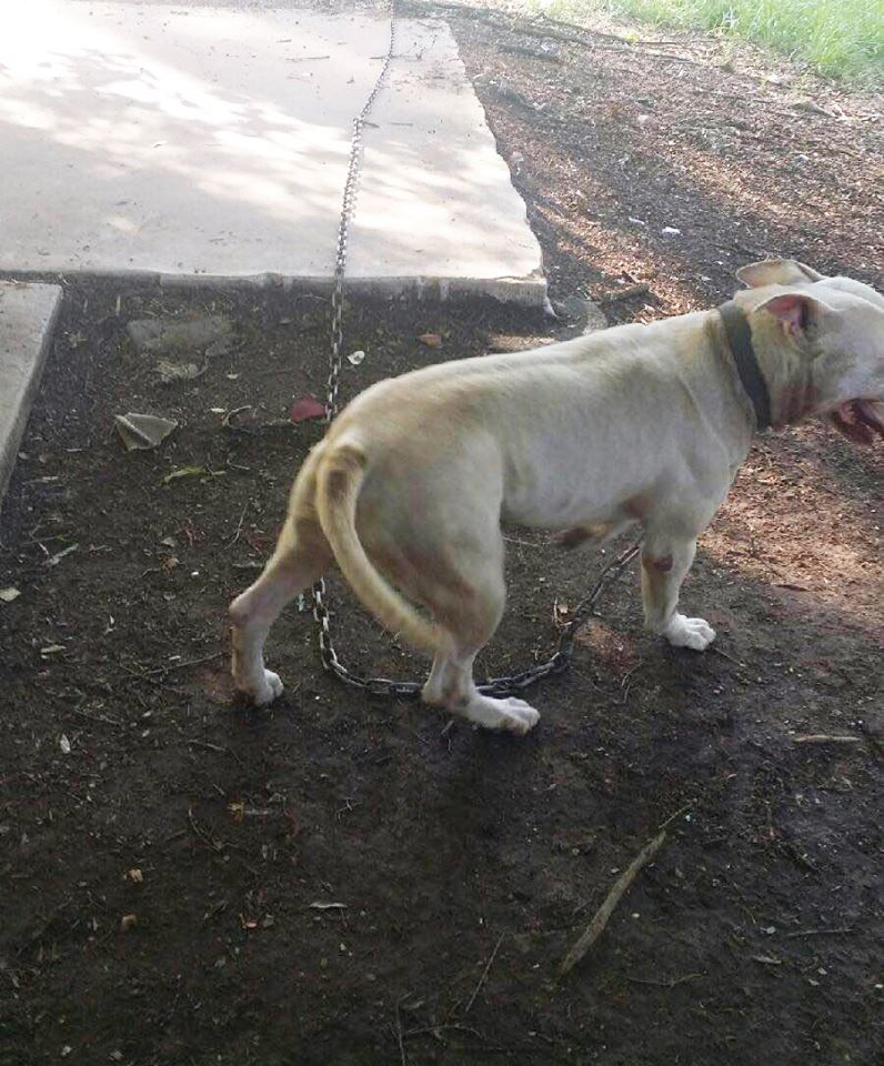 Facebook/Saving Chance the Pittie