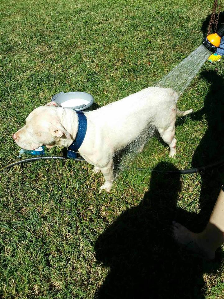 Facebook/Saving Chance the Pittie