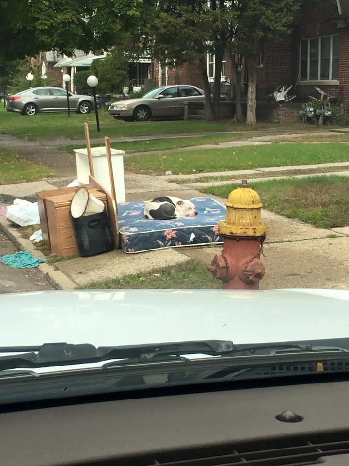 Detroit Dog Rescue