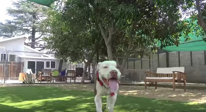 Hope For Paws