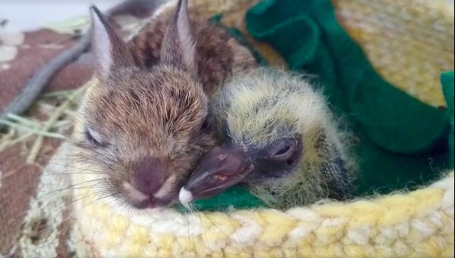 Kildare Animal Foundation Wildlife Unit