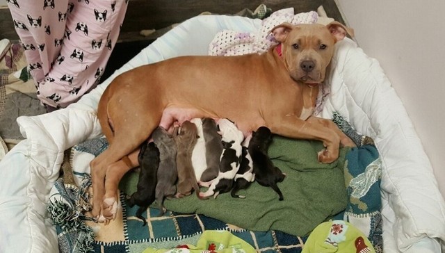 Rescue Dogs Rock NYC