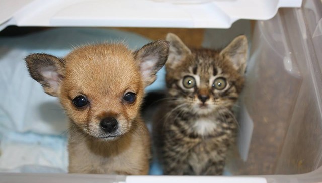 SHENANDOAH VALLEY ANIMAL SERVICES CENTER