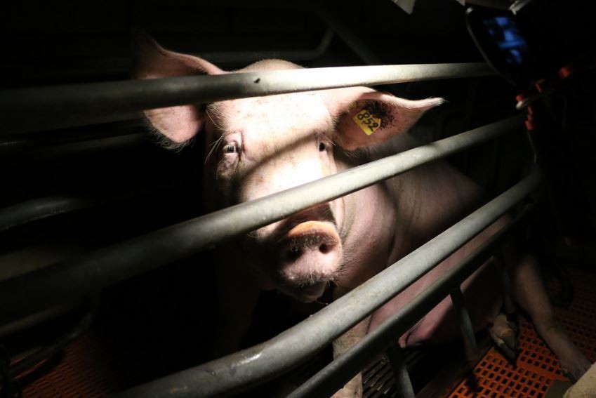 Animal Rights Europe