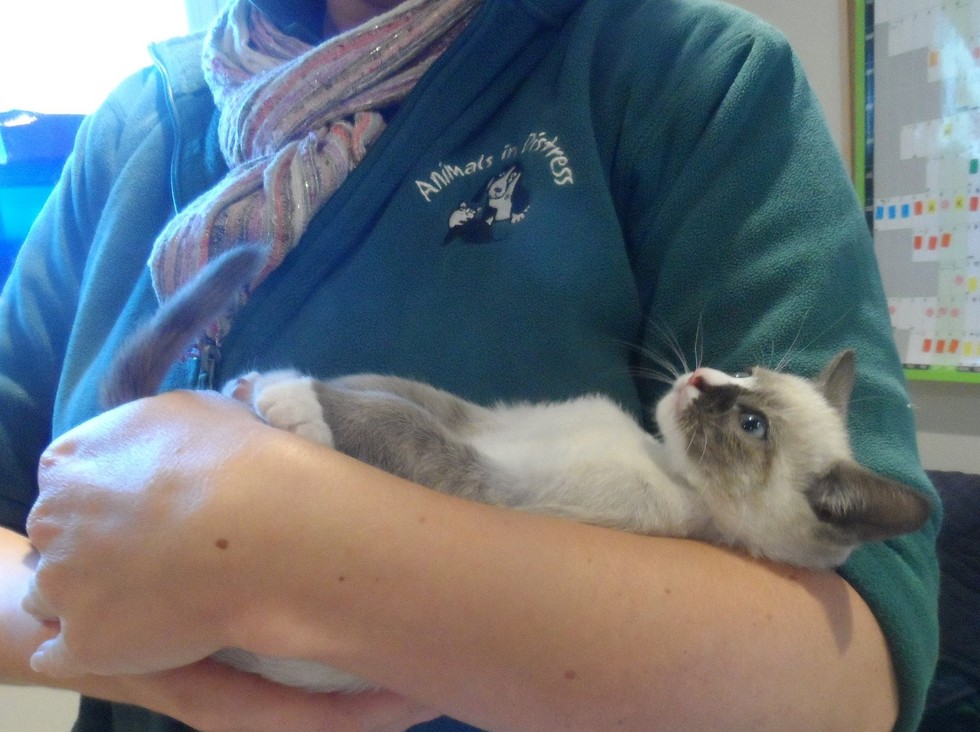 Animals in Distress