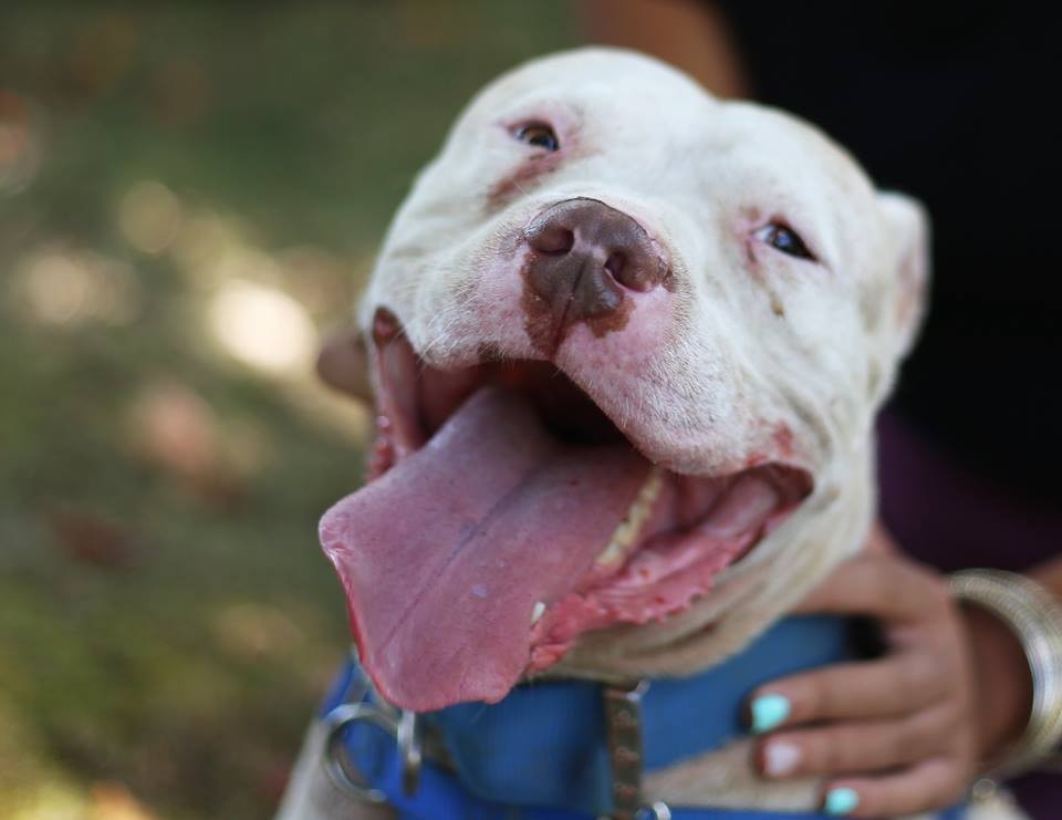 Facebook/Saving Chance the Pittie