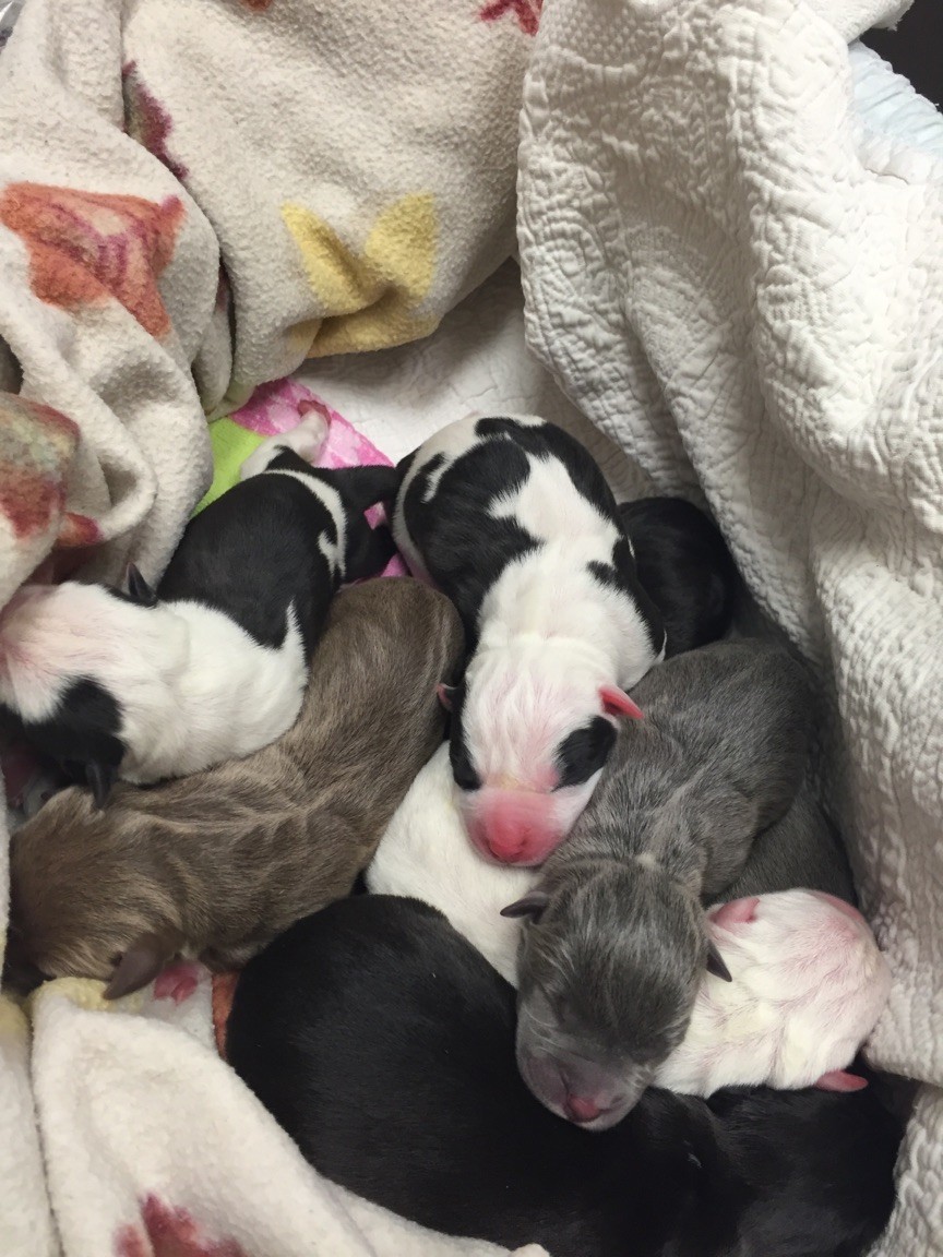 Rescue Dogs Rock NYC