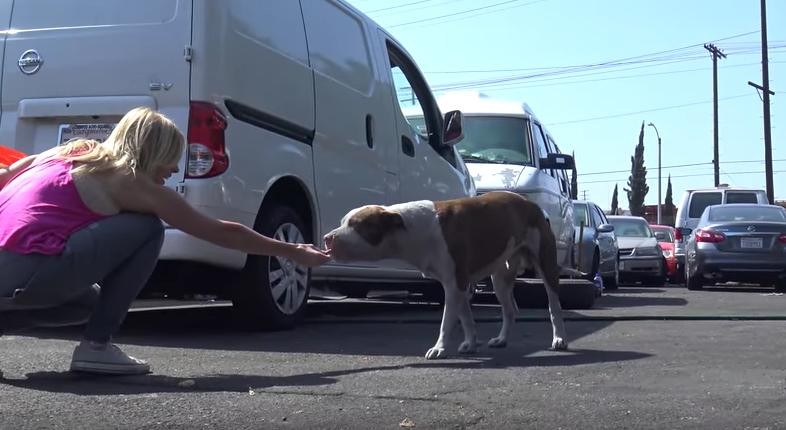 Hope For Paws