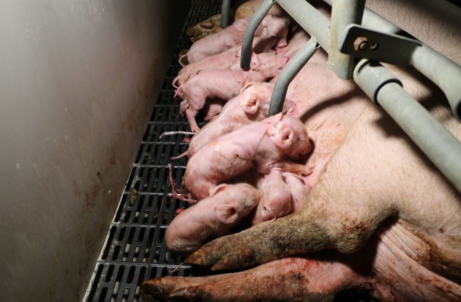 Animal Rights Europe