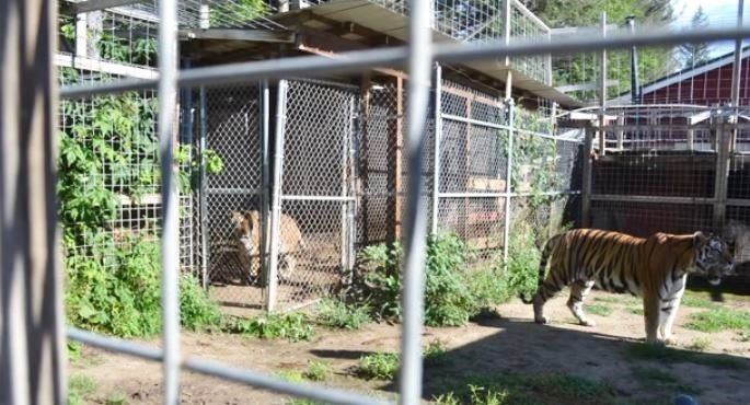 Wildcat Sanctuary