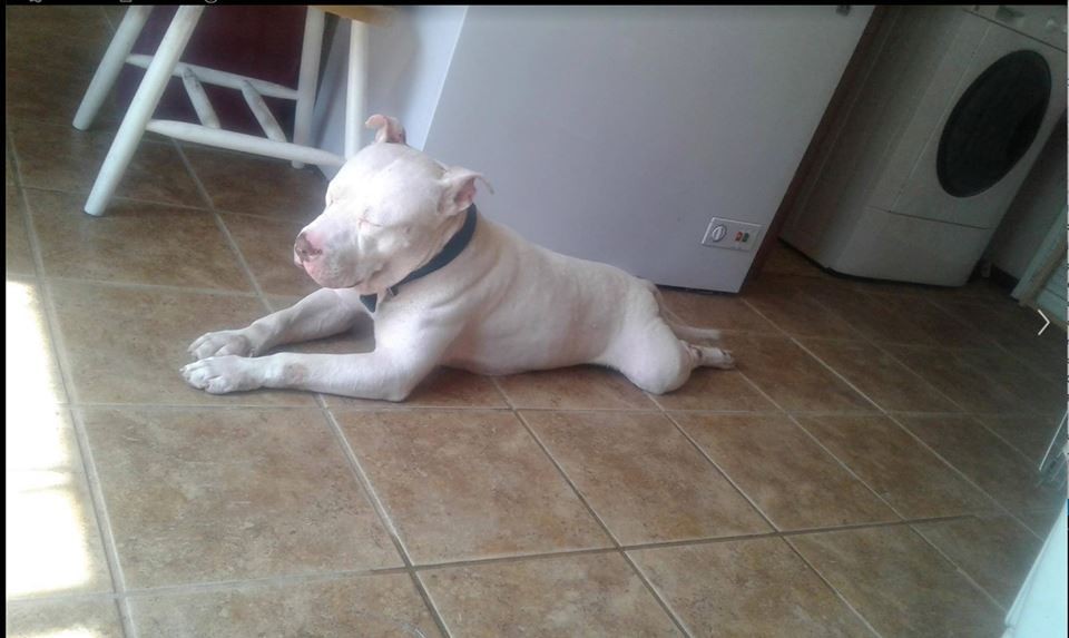 Facebook/Saving Chance the Pittie