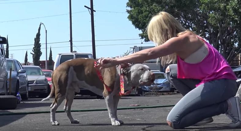Hope For Paws
