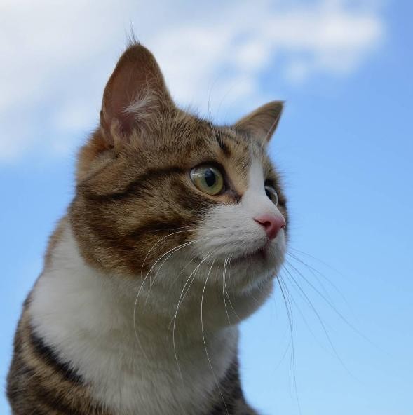 INSTAGRAM/FERRECATS