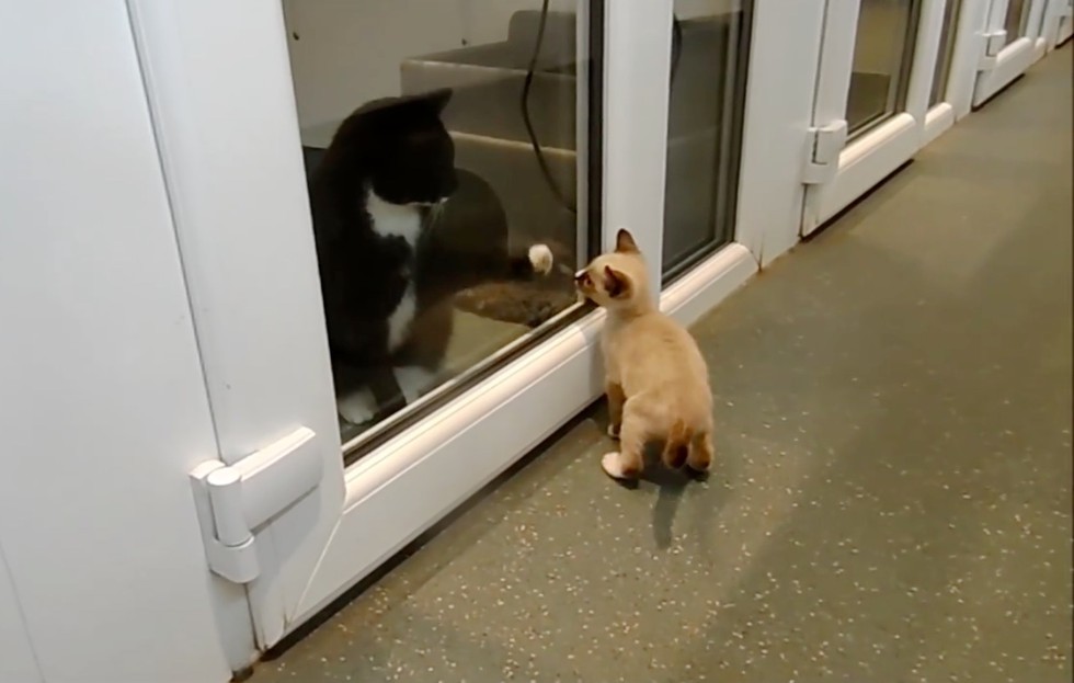 Animals in Distress