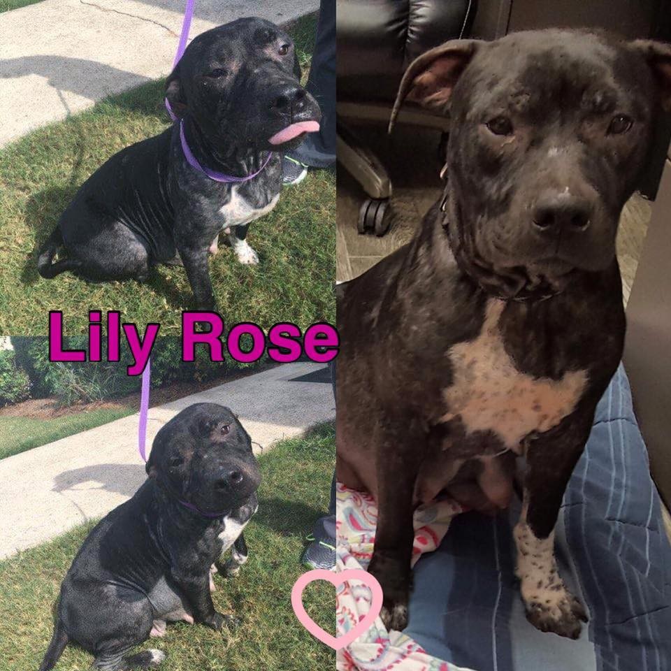 Rescue Dogs Rock NYC