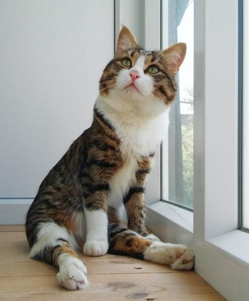 INSTAGRAM/FERRECATS